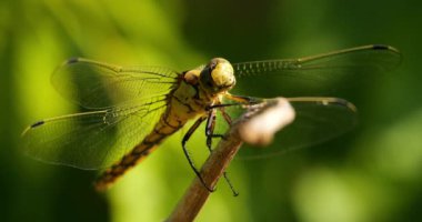 Darter Yusufçuğu (Sympetrum striolatum), Güney Fransa