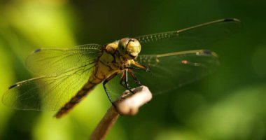 Darter Yusufçuğu (Sympetrum striolatum), Güney Fransa