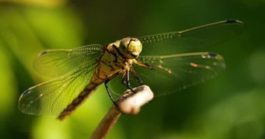 Darter Yusufçuğu (Sympetrum striolatum), Güney Fransa