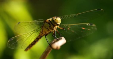 Darter Yusufçuğu (Sympetrum striolatum), Güney Fransa