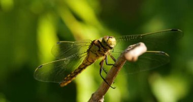 Darter Yusufçuğu (Sympetrum striolatum), Güney Fransa