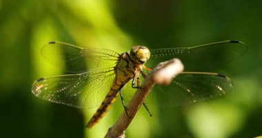 Darter Yusufçuğu (Sympetrum striolatum), Güney Fransa