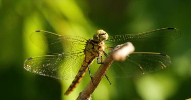 Darter Yusufçuğu (Sympetrum striolatum), Güney Fransa