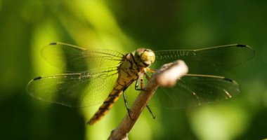 Darter Yusufçuğu (Sympetrum striolatum), Güney Fransa