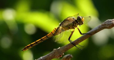 Darter Yusufçuğu (Sympetrum striolatum), Güney Fransa