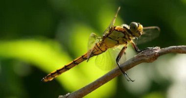 Darter Yusufçuğu (Sympetrum striolatum), Güney Fransa