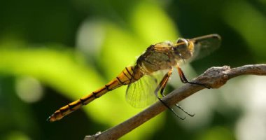 Darter Yusufçuğu (Sympetrum striolatum), Güney Fransa