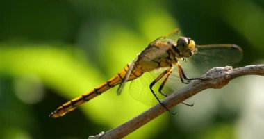 Darter Yusufçuğu (Sympetrum striolatum), Güney Fransa