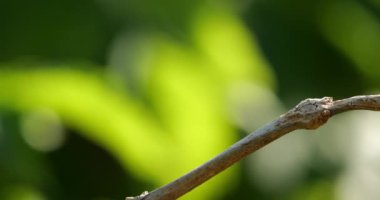 Darter Yusufçuğu (Sympetrum striolatum), Güney Fransa
