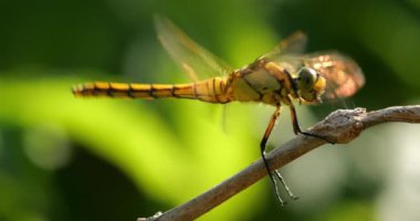 Darter Yusufçuğu (Sympetrum striolatum), Güney Fransa