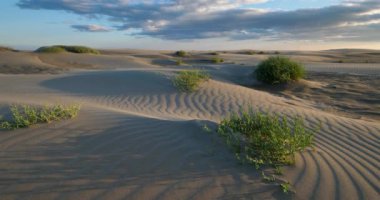 Gün batımında kumsalda güçlü rüzgar ve tatlı maritima. Beach Espiguette, Camargue, Fransa