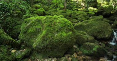 Pecher pınarı, Florac, Cevennes Ulusal Parkı, Lozere Dpartment, Occitania, Güney Fransa