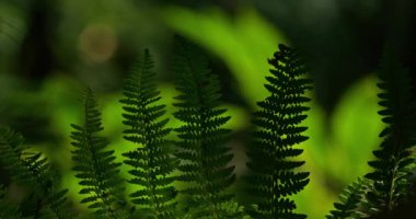 Eğreltiotları ve kestane ağaçları, Fontmort Planı Ormanı Cevennes, Lozere Bölümü, Fransa
