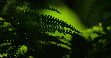 Eğreltiotları ve kestane ağaçları, Fontmort Planı Ormanı Cevennes, Lozere Bölümü, Fransa