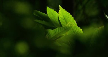 Eğreltiotları ve kestane ağaçları, Fontmort Planı Ormanı Cevennes, Lozere Bölümü, Fransa