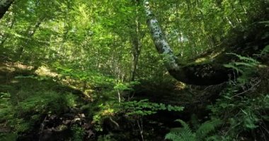 Fontmort Planı, Cevennes Ulusal Parkı, Lozere Bölümü, Fransa