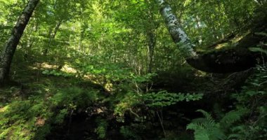 Fontmort Planı, Cevennes Ulusal Parkı, Lozere Bölümü, Fransa