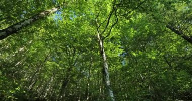  Le Plan de Fontmort yakınlarındaki Birch Ormanı, Cevennes Ulusal Parkı, Lozere Bölümü, Fransa