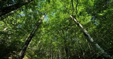  Le Plan de Fontmort yakınlarındaki Birch Ormanı, Cevennes Ulusal Parkı, Lozere Bölümü, Fransa