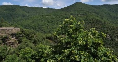 Jalcreste geçidine yakın, kestane ağacı, Cevennes Ulusal Parkı, Lozere Bölümü, Fransa