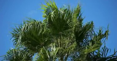 Mavi gökyüzüne karşı rüzgarda savrulan palmiyeler. Güney Fransa