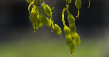 Aynı zamanda pagoda ağacı olarak da bilinen Styphnolobium japonicum fasulyesi..