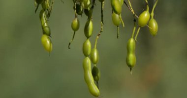 Aynı zamanda pagoda ağacı olarak da bilinen Styphnolobium japonicum fasulyesi..