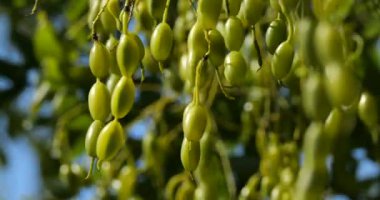Aynı zamanda pagoda ağacı olarak da bilinen Styphnolobium japonicum fasulyesi..
