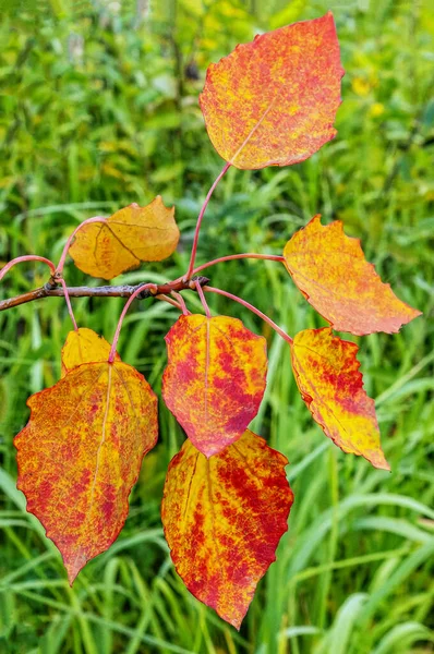 Aspen Zweig Mit Herbst Farbigen Blättern Auf Verschwommenem Grünen Gras — Stockfoto