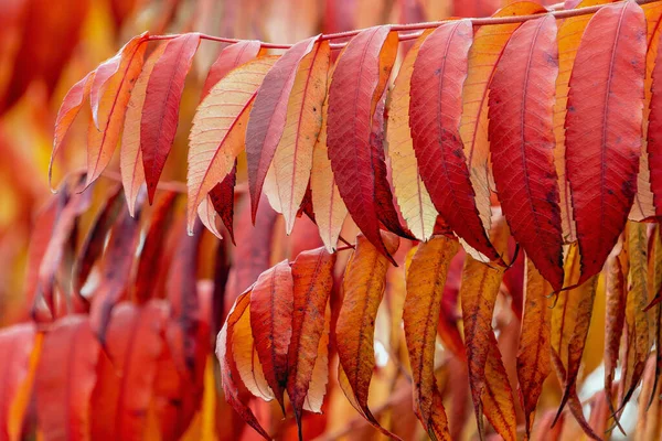 Sumach Rote Blätter Herbst Tageslicht Nahaufnahme Mit Verschwommenem Hintergrund — Stockfoto