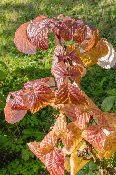 庭の秋に太陽に照らされた枝に異なる色のラズベリーの葉 — ストック写真