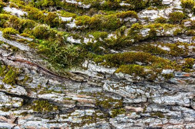 Gün ışığında kabuk ve yosun desenli söğüt ağacının yakın çekimi.