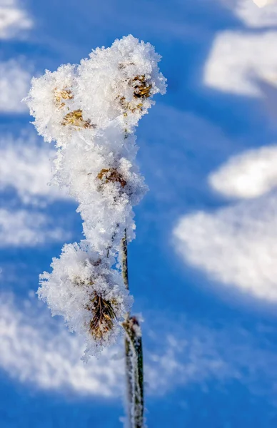 Зимой Снег Травянистые Растения Покрыты Морозом Январе — стоковое фото