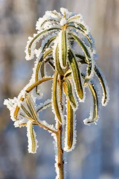 Winter decorative plant with green leaves covered with frost, blurred background