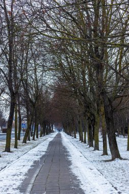 During the winter, the sidewalk in the city is cleaned for walking between tall trees