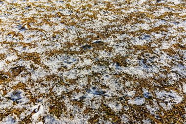 The snow melts in the spring meadow on a sunny day