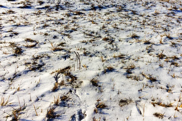 Inverno Prado Coberto Com Neve Fresca Fofa Dia Ensolarado — Fotografia de Stock