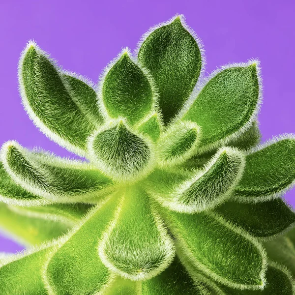 Pianta Succulenta Con Foglie Pelose Cactus Echeveria Sfondo Viola Macro — Foto Stock
