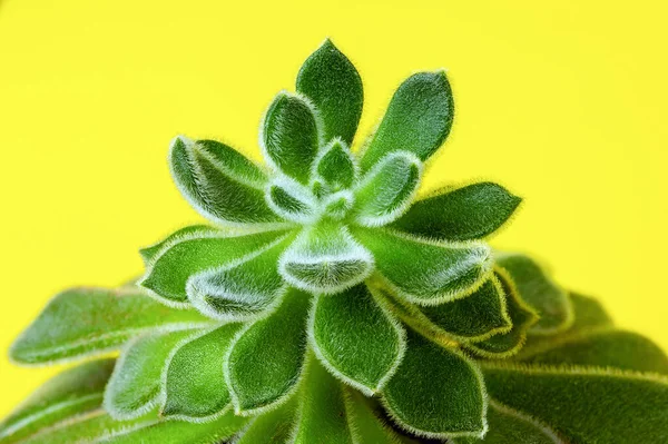 Παχύρρευστο Φυτό Μαλλιαρά Φύλλα Echeveria Cactus Μακροσκοπική Όψη Φυσικός Φωτισμός — Φωτογραφία Αρχείου