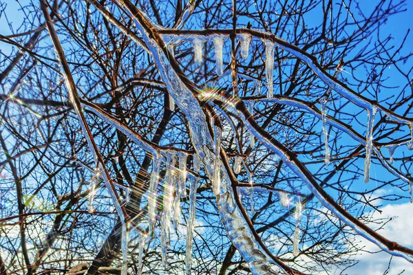 Icicles Shining Stars Hanging Tree Branches Early Spring Ati — Stock Photo, Image