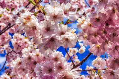 Güneşli bir günde baharda çiçek açan Sakura dalları kapanır.