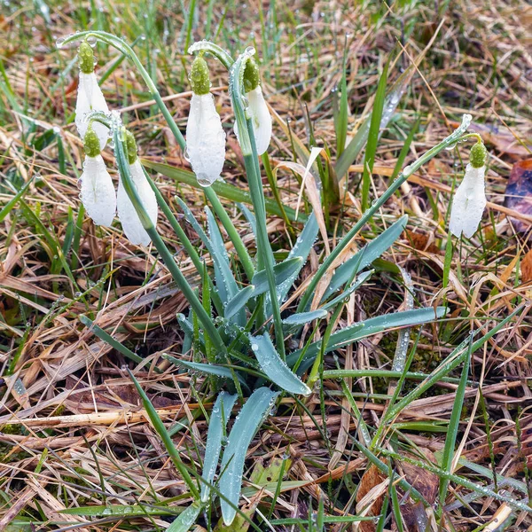 White Flowers Galanthus Nivalis Early Spring Snowdrops Hanging Raindrops Foggy — Stock Photo, Image