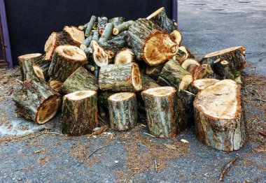 İlkbaharın başında yakacak odun bulmak için kesilen ağaç gövdesinin olduğu şehir bölgesindeki bir akçaağacın yakın çekimi.