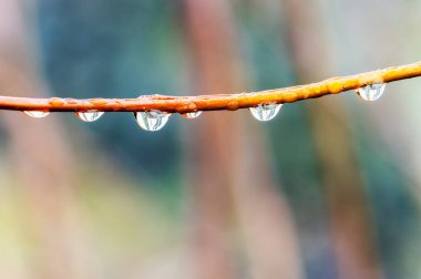 Üzerinde yağmur damlaları asılı olan erken bahar ağacı dalı. Arkaplanı bulanık.