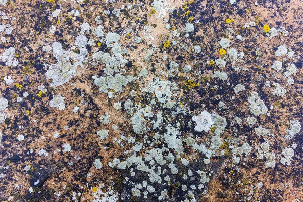 Old Brown Concrete Wall Moss Texture Background Close — Stock Photo, Image
