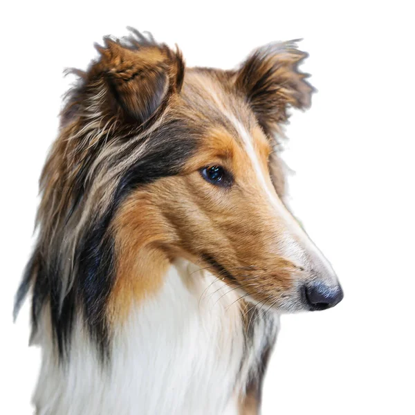 Stock image Portrait of sable and white longhaired rough collie dog on white fo isolated