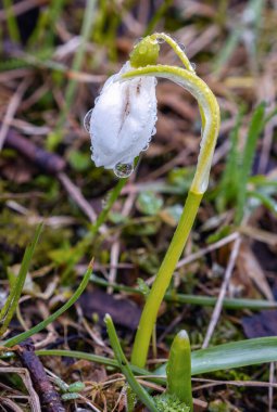 Baharın başında tek bir beyaz Galanthus nivalis çiçeği ya da sisli bir günde yağmur damlaları sarkan bir kar damlası.