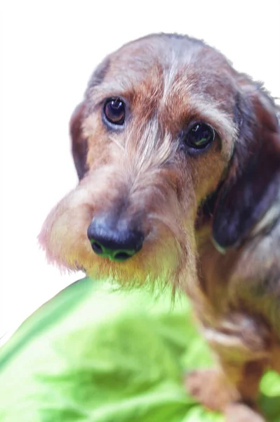 Retrato Pie Único Airedale Terrier Con Ojos Tristes Aislados Sobre —  Fotos de Stock