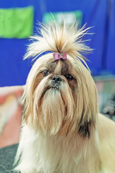 Retrato Perro Terrier Tibetano Con Peinado Elaborado Una Exposición Cubierta —  Fotos de Stock