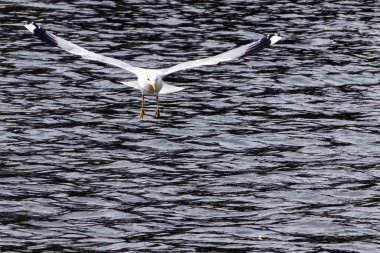 Yetişkin bir martı - Larus kanatları açık olarak suyun yüzeyinde süzülür.